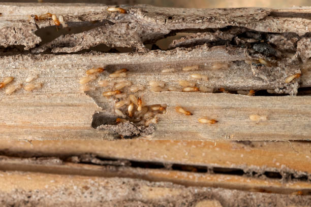 Best Pest Prevention Services  in Cypress Landing, NC